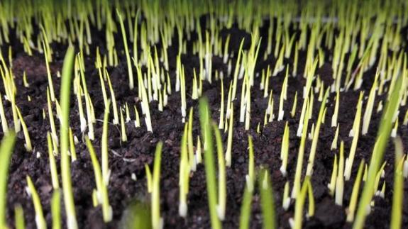 �r(n��ng)���ˆT��B�����ÿ��������O���M�г�����������������Ʒ�|(zh��)����r������ӛ�������@��NֲʲôƷ�N��������������a(ch��n)������߶��������r(n��ng)���ˆT��B�f��ͨ�^���M�������g�����F(xi��n)���ڵ���e�؎��Nֲ�����e�؎���ˮ��Ʒ�N�������˵���Ʒ�|(zh��)���F(xi��n)��1�s���ܴ�15000��Zʳ�����^ȥ����1����