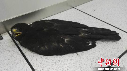 ���Ҷ���(j��)���o(h��)��(d��ng)�������͸ߜ����ơ����