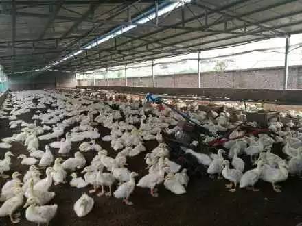 ԭ��(l��i)�L(zh��ng)��·�@ô�y��Ҳ�����@ô����