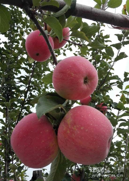 �����DƬ�f�����ի@�r��(ji��)�������O���@�����t�γγ����Ĺ�������֦�^���@�ßo���T���������� �z