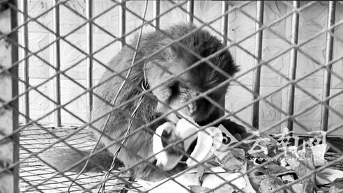 �BƤ���[�� ������ɽһ���f����硱�M(j��n)���Ϸ�����