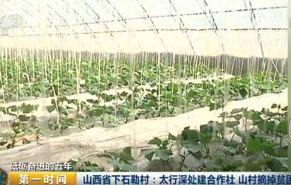 ��ʯ�մ���߲˴���