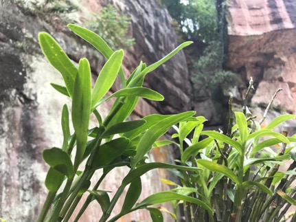 ʯ���ɞ��ˮ����Óؚ�¸��ġ��ɲݡ��������A/�z��