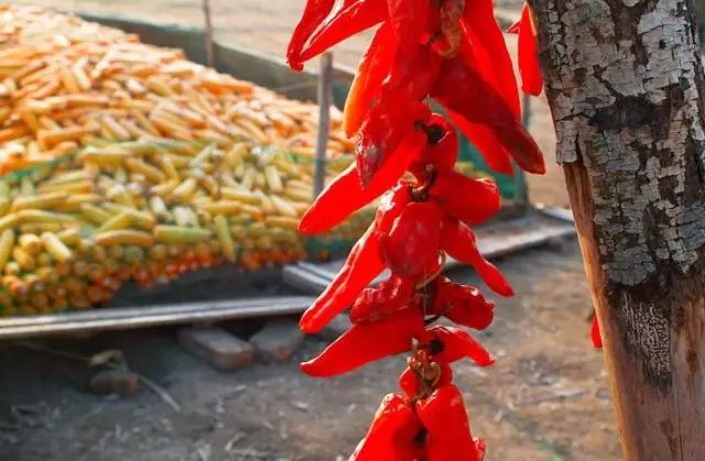 ��һ�N�żٽлؼ�����@�M����Ƭˢ������Ȧ