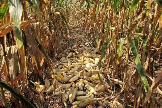 ��һ�N�żٽлؼ�����@�M����Ƭˢ������Ȧ