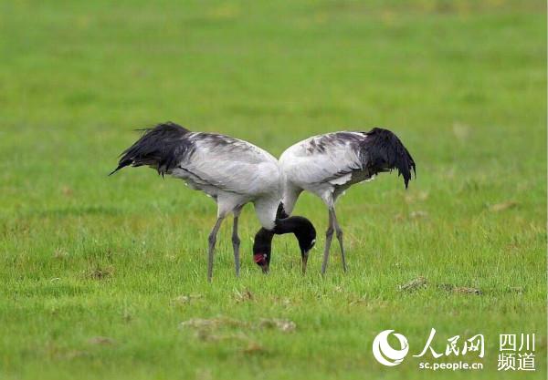 ����ԭ���`�����i�Q����� �z