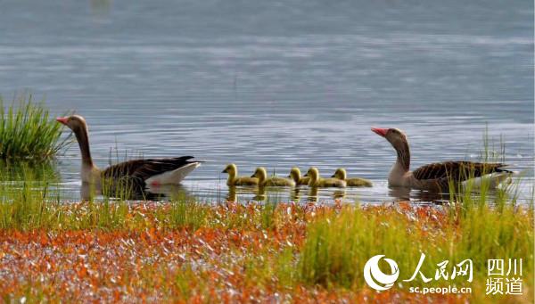 ���L�ڝ���е�Ұ������� �z