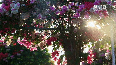 ��ʮ���塱������