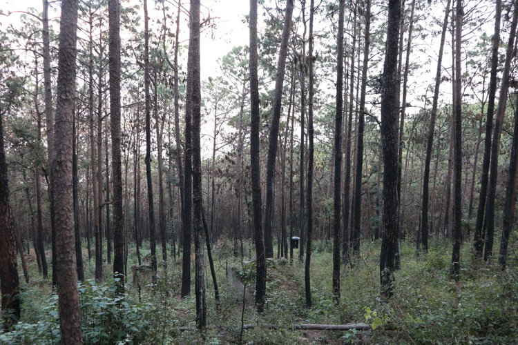 ��׷�������{���Ĵ���ɽ����������ҹ�����o��ɽ�o����һ��ƽ��