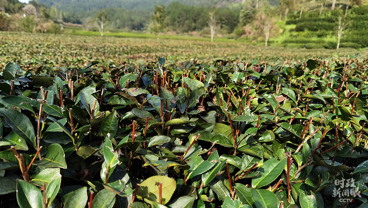 �r(sh��)������ح��(x��)��ƽ̤�L����ɽ������P(gu��n)ע�@Щ���@��֮�@��