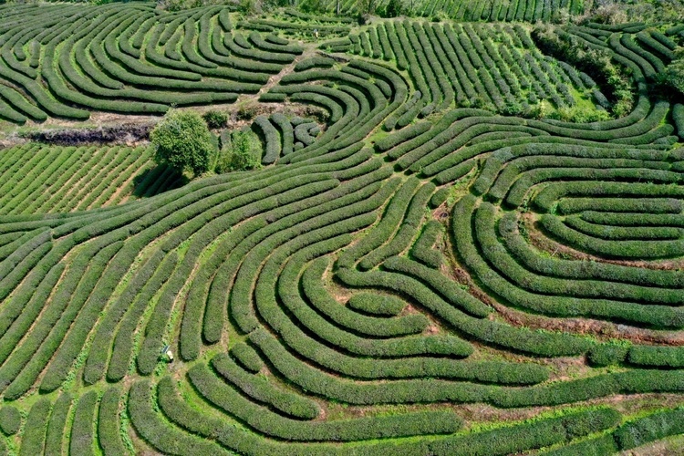 һҊɽˮ�g�x������ӛ�ġ��Gɫ֮�s��