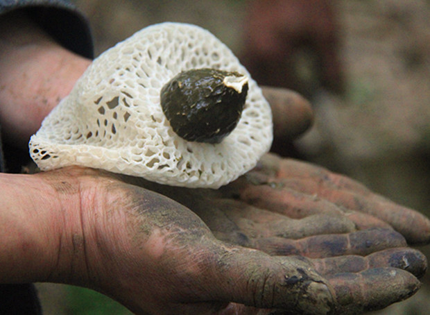 �Ї����l(xi��ng)�L�������·N���p  �r(n��ng)�������@