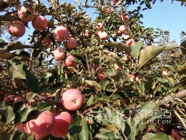 һ���O�����_1��3�ɶ� ƽ���f���x������O��