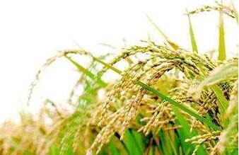 �о��@ʾˮ���s1�f��ǰ���L�������_ʼ�Z��